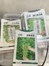 北蔬茼蒿菜种子苗大叶茼蒿皇帝菜家庭阳台蔬菜籽 大叶茼蒿种子15gx2包 实拍图