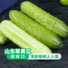 京鲜生 山东童年旱黄瓜 净重3斤单果100g+水果小青瓜 时令轻食 源头直发 实拍图