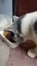 优瑞派猫粮幼猫成猫美短英短蓝猫布偶加菲猫专用流浪猫全价猫粮鱼肉味 【升级鲜肉配方】成猫专用猫粮20斤（2.5斤*8袋） 实拍图