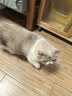网易严选全价猫粮4.0 宠物主粮成幼猫无谷多重禽肉高蛋白 鸡鸭禽肉味10kg 实拍图