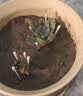 多肉植物精选随机一款多肉好养易活桌面绿植1 一颗随机品种多肉植物 实拍图