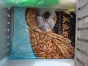 广州酒家燕麦黑米包750g 20个 早餐半成品杂粮粗粮包子中秋送礼面点生鲜 实拍图