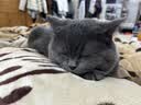 珍致猫咪零食磨牙洁齿成猫幼猫饼干60g鸡牛肉三文鱼喵脆之吻系列 喵脆随机混合口味60g*10包-效期26.12起 实拍图