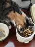 七彩缦冻干猫粮5斤2.5kg宠物幼猫成猫全阶段流浪20猫咪主粮深海鱼 冻干鸡肉蛋黄+小鱼多拼猫粮5斤 实拍图
