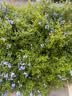 京东绿植绿萝盆栽除甲醛花卉绿植办公室新房净化空气180加仑4盆装源头直发 实拍图