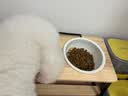 POPOCOLA猫碗陶瓷斜口保护颈椎狗狗食盆宠物猫粮加高脚猫咪防打翻饭碗狗碗 木架陶瓷双碗【内径16.5cm】 实拍图