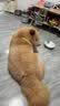 多美洁美国原装进口犬精油喷雾473ml宠物狗狗体外喷剂 实拍图