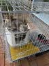 腆宠猫笼猫窝猫别墅猫咪笼子大号狗笼子猫笼子带厕所家用室内猫舍猫屋 实拍图