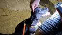 网易严选犬粮 全价冻干三拼鸡肉狗粮幼犬成犬小型中大型犬通用金毛 2kg 实拍图