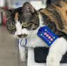 网易严选全价猫粮4.0成幼猫三文鱼亮毛养胃深海鱼虾1.8kg*4袋【宠物金选】 实拍图