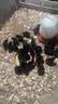活体小鸡苗纯种土鸡三黄鸡麻黄鸡乌黑鸡品种可选(现货1天内发货) 五黑鸡 出壳苗 30只装 赠5备损 实拍图