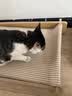 喵仙儿猫窝宠物床四季通用猫狗行军床麻垫不掉屑猫抓板可拆卸 实拍图