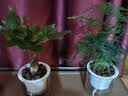 绿有意绿植盆栽多肉花卉盆栽植物室内桌面水培绿植办公室客厅植物懒人 聚财3盆】文竹+富贵竹+发财树 实拍图