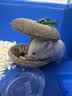 licheers金丝熊磨牙苹果核仓鼠磨牙棒粮食营养零食鼠粮磨牙饲料 实拍图