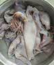 美加佳无保水剂笔管鱿鱼净重1斤 海兔子 墨斗鱼 烧烤食材聚餐 实拍图