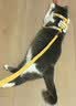 snowpaws猫咪牵引绳猫绳胸背带遛猫绳溜猫绳子背心宠物防挣脱逃脱背带链子 实拍图