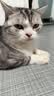 皇家猫粮 美短成猫粮 ASA31 通用粮 12月以上 2KG 实拍图