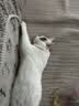 冠能猫粮室内成猫猫粮2.5kg 全价猫粮 添加膳食纤维 控制毛球 实拍图