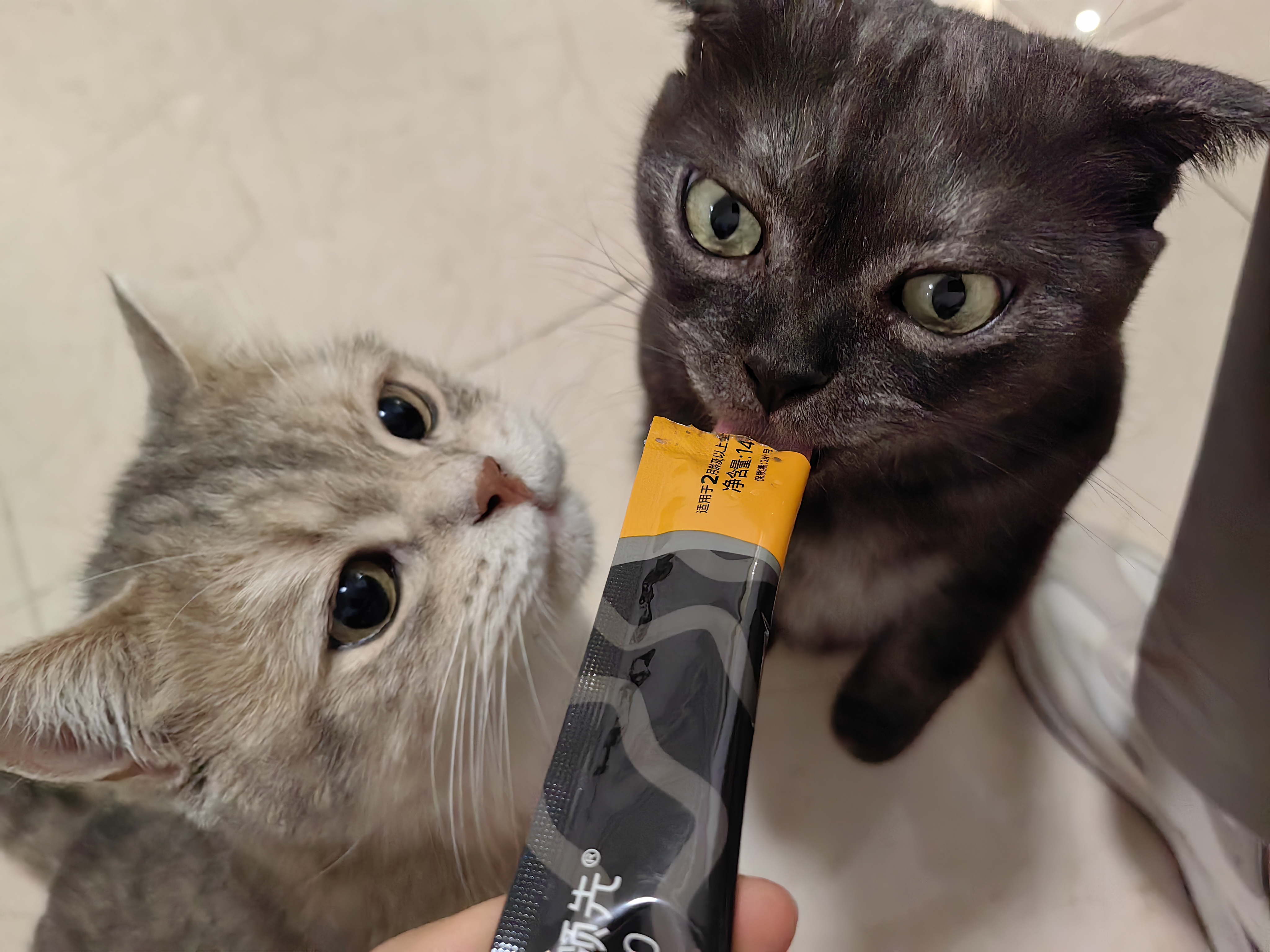 领先主食猫条14g*5条猫咪零食全价湿粮（新老款随机发货） 实拍图