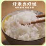 罗浮山罗浮追梦甄选象牙粘10斤 长粒香米 油粘米 当季新米 中秋节送礼 实拍图