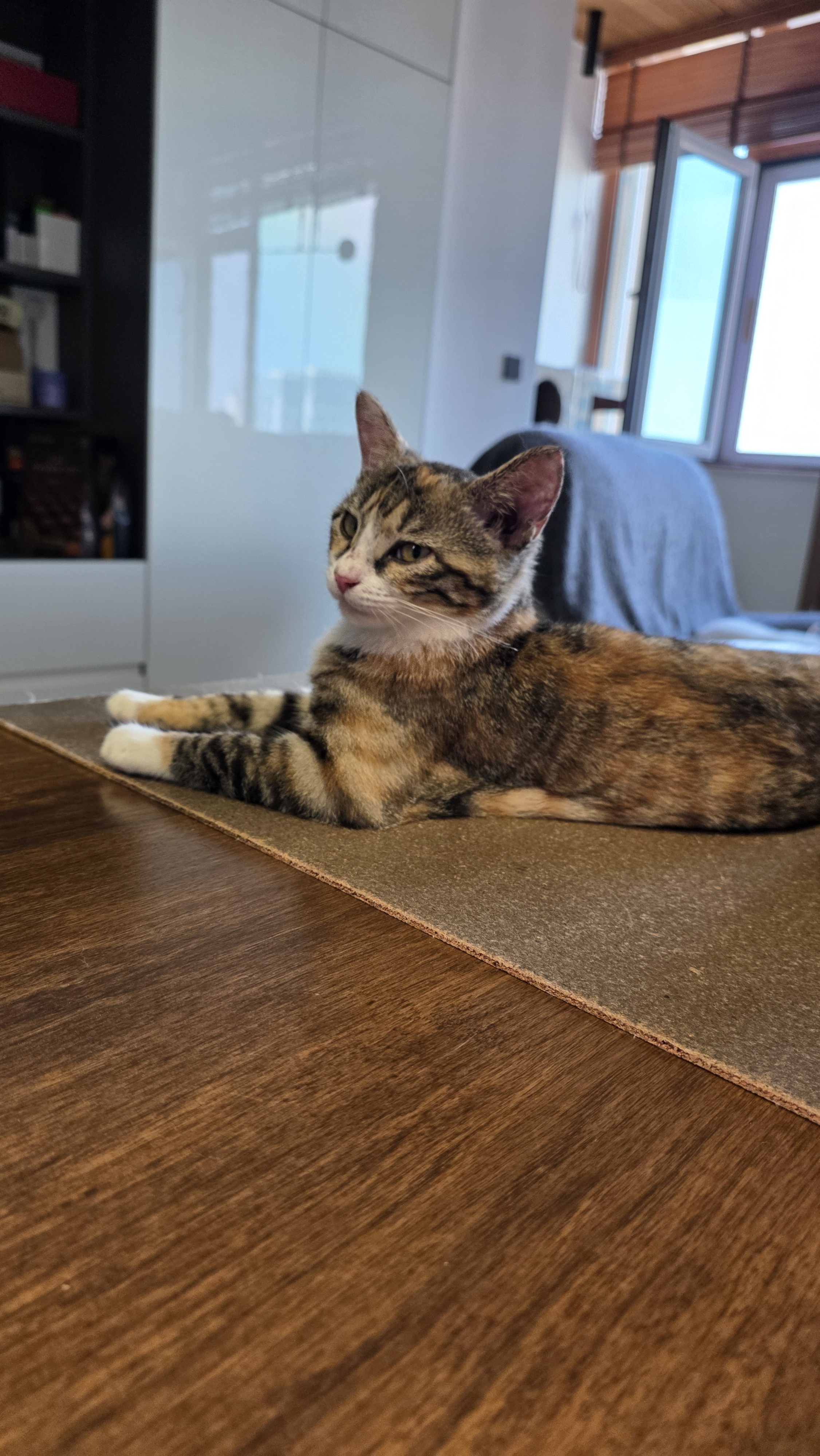 顽皮（Wanpy）Happy100果饭儿系列宠物零食猫罐三文鱼鸡肉混合口味80g*12罐 实拍图