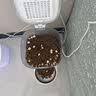 霍曼（Homerun）Real智能自动喂食器猫粮定时猫猫咪自动投食机PF20（不锈钢碗） 实拍图
