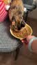 麦富迪猫粮 超肉粒冻干双拼幼猫粮免疫护肠胃 三文鱼2kg 实拍图