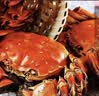 【活蟹】湖鲜阳澄 大闸蟹 去绳足重 全母蟹2.2-2.5两 6只 鲜活超大螃蟹生鲜中秋礼盒装 实拍图