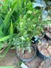 盆栽茶花苗 四季香妃茶花浓香型山茶花树庭院室内好养五色赤丹茶花树苗花卉植物 精品五色 5年苗花期花苞多多 实拍图
