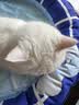 喵洁客（CAT FEVER）美国原装进口猫砂强力结团钠基矿石猫砂低尘抗菌除臭紫标14磅 实拍图