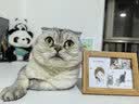 皇家猫粮 成猫猫粮 户外成猫 O30 通用粮 12月以上 4KG 实拍图