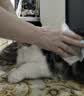 京东京造 宠物湿巾100片*3包 免洗湿纸巾EDI纯水猫狗通用无毒可舔舐除菌 实拍图