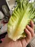 【烧烤季】钟灵山罗马生菜400g 实拍图