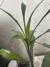 花翁富贵竹水培绿植招财转运室内客厅水养花卉盆栽植物文昌竹源头直发 实拍图