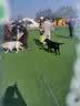 豆柴（docile）冻干四拼狗粮无谷冻干粮全年龄段全品种幼犬成犬10kg 实拍图
