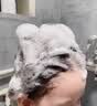 初蔓儿童洗发水3-6-12岁专用男女婴儿宝宝青少年去止痒屑洗发露沐浴露 【儿童专研】维c茶籽油洗发水*1 冠军推荐儿童专研维c洗发水 实拍图