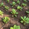史丹利枯草芽孢菌杆菌500g 正品微生物菌剂芽孢杆菌兰花专用 实拍图