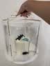爱乐薇淡奶油1L 铁塔动物性鲜稀奶油易打发蛋糕裱花甜品烘焙原料 爱乐薇淡奶油1L 实拍图