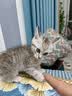 领先成猫尝鲜礼包主食级烘焙猫粮猫条餐盒汤包（新老款随机发货） 实拍图