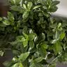 花翁苔藓球栀子花盆栽四季开花卉水培植物室内绿植好养易活茉源头直发 实拍图