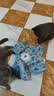 光多拉猫咪玩具五角星捕猎罩1200毫安时自动幼猫转盘逗猫棒宠物自嗨玩具 实拍图
