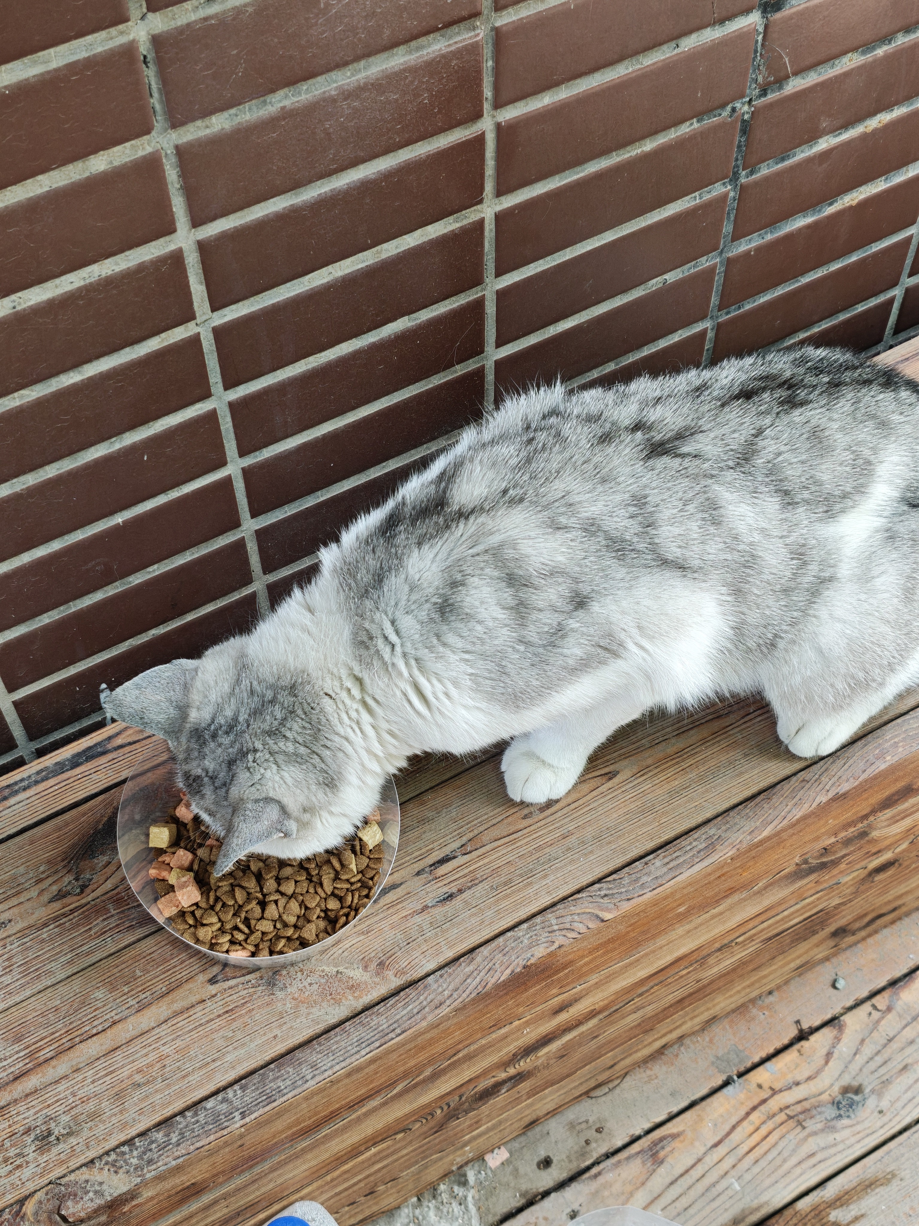 麦富迪猫粮 超肉粒冻干双拼成猫粮美毛护肠胃 三文鱼2kg 实拍图