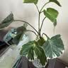 临雅水培圆叶福禄桐钱多多盆栽植物桌面水养绿植水滴瓶圆木托源头直发 实拍图
