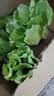 脆甜生菜秧苗带土耐热耐寒玻璃奶油生菜秧沙拉菜苗四季盆栽蔬菜苗 速生脆甜生菜苗30颗【20天吃菜】 实拍图