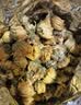 南京同仁堂菊花茶桐乡胎菊杭白菊中药材特级正品泡水喝专用无硫磺干花草茶叶 实拍图