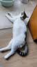 好主人金装好主人猫粮2.0 成猫幼猫蓝猫英短通用全价无谷冻干 【京仓试吃】金装成猫粮400g 实拍图