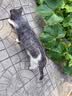 凯锐思猫粮银爪P28高蛋白全价猫粮亲和肠胃鲜肉冻干双拼成猫粮 【肠道养护】经典鱼肉味 20斤（送20支猫条） 实拍图