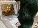 麦富迪猫粮 超肉粒冻干双拼幼猫粮免疫护肠胃 三文鱼2kg 实拍图