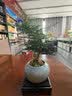 花翁文竹盆栽绿植物室内客厅中式禅意盆景办公室摆件高端花卉源头直发 实拍图