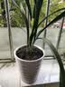 劉閣蘭花四季素心大凤素现带花苞出售有香味的花苗室内阳台绿植物花卉盆栽 3苗连体裸根 实拍图